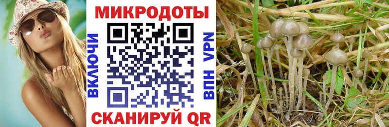 Псилоцибиновые грибы Psilocybe  закладка  Монино 